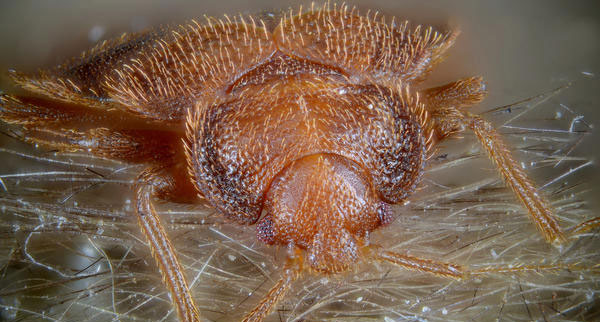 Bed bugs on the rise
