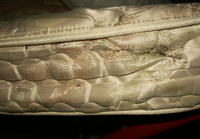 bed bugs on mattress video