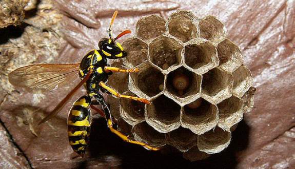yellow jacket nest in wall