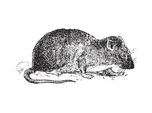 Rats and the plague