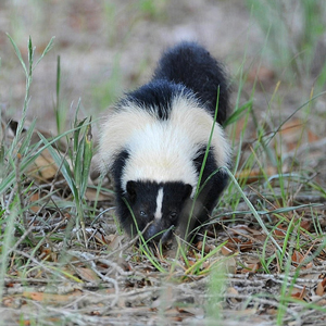 Skunk removal in New England