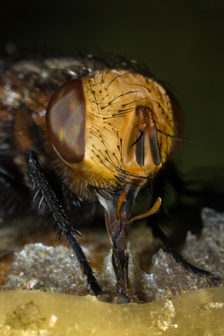 fly sponging mouthparts