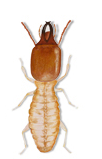 termite illustration
