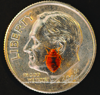 bed bug on dime for size comparison