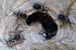 giant black wasp nest