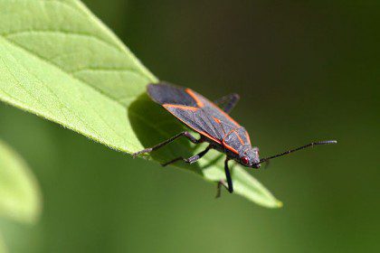 Boxelder bugs: What are they? - Colonial Pest Control