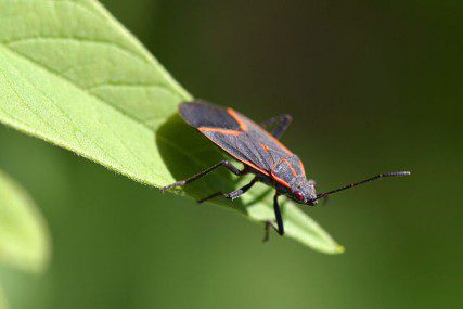 Boxelder Bugs: What Are They? - Colonial Pest Control