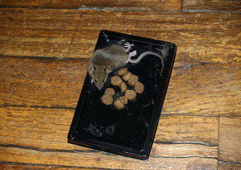 sticky mouse traps