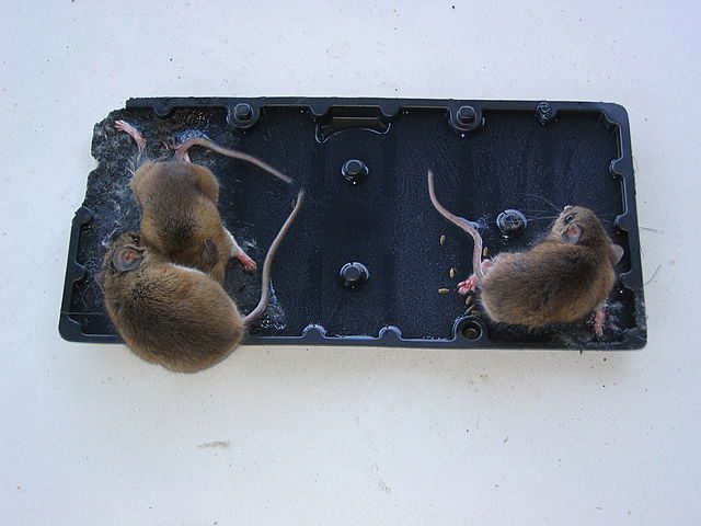 How To Get Rid Of Rodents With Traps