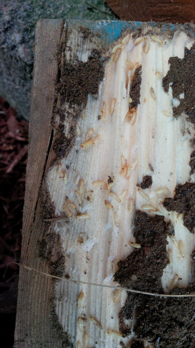 7 THINGS TO KNOW ABOUT TERMITES AND YOUR HOME - Colonial Pest Control