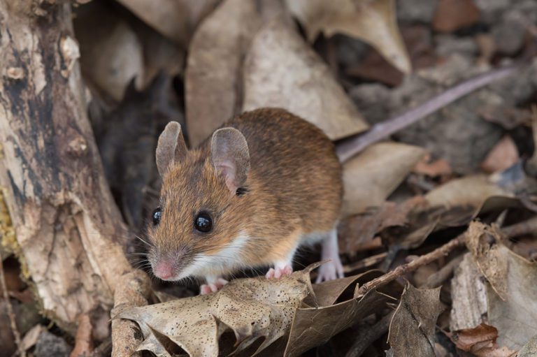 Mice & Rodent Pest Control in MA & NH | Colonial Pest Control Inc.