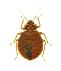 Bed Bugs in Offices! - Colonial Pest Control