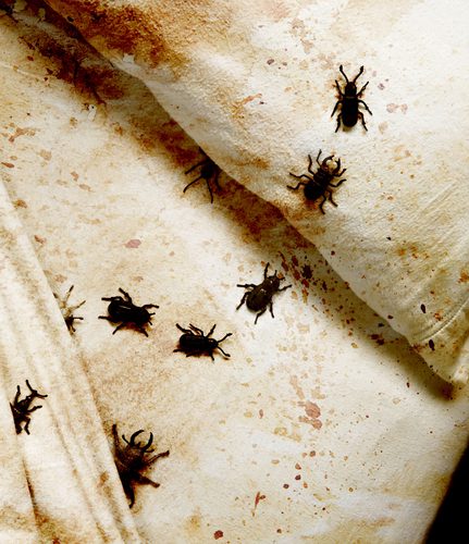 Discovering bed bug infestations early: The underrated clue of bed bug poop  – Dr. Killigan's