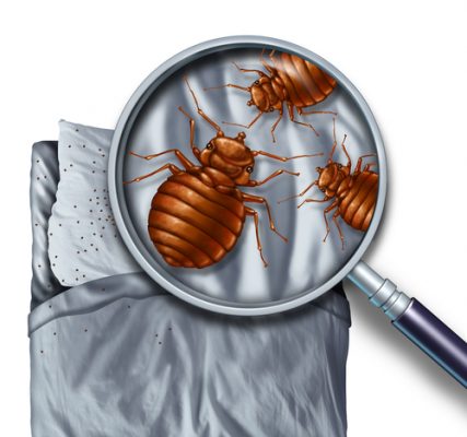 bed-bugs - Colonial Pest Control