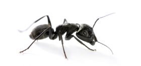 Carpenter Ant Damage vs. Termite Damage