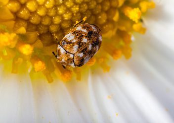 How To Spot If Carpet Beetles Are Living Inside Your Home This Winter Grimsby Live