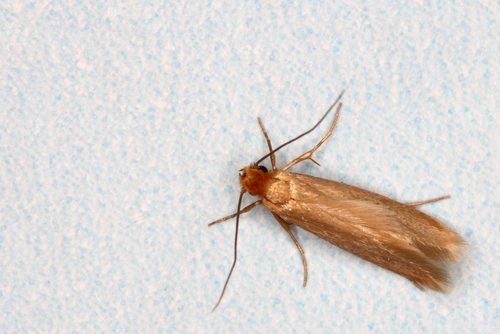Pantry Moths vs. Clothing Moths – Dr. Killigan's
