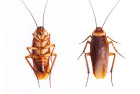 Cockroach Egg Cases - Colonial Pest Control