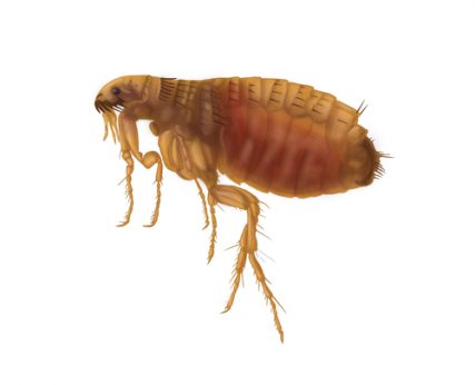 Cat Fleas vs. Dog Fleas? - Colonial Pest Control