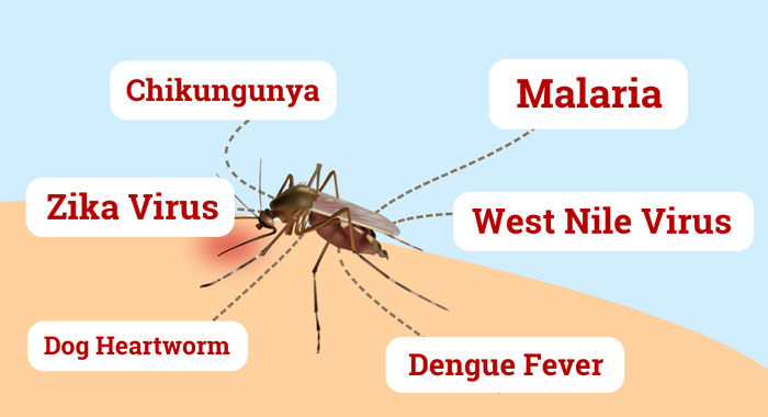 mosquitoes transmit disease