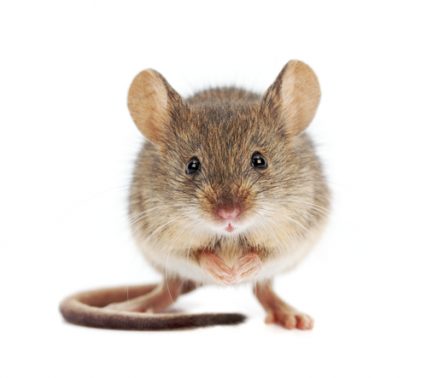 Mice In Apartment Buildings Colonial Pest Control   Mouse 9 427x378 