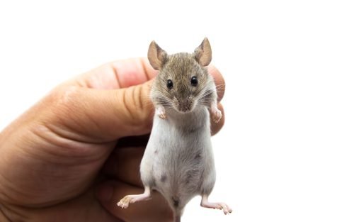 Secrets of the pros: How do exterminators get rid of mice? - Alexandria  Times