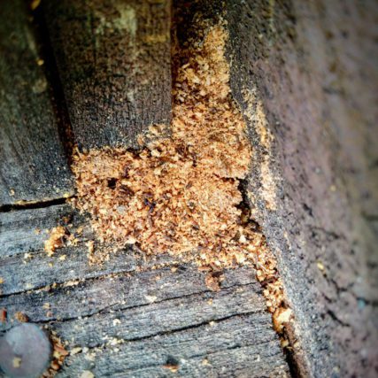 DO TERMITES LEAVE SAWDUST PILES BEHIND? - Colonial Pest Control