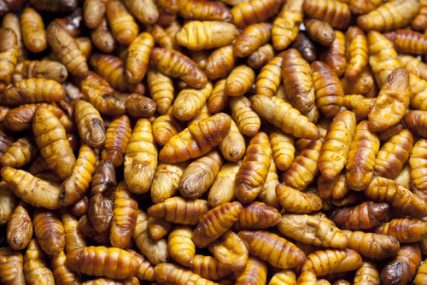 What is an Insect Pupa…And Why Should You Care? - Colonial Pest Control