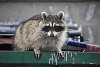 Keeping Raccoons Out of Your Garbage Cans - Colonial Pest Control