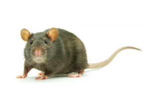 How Far Will Rats Roam? - Colonial Pest Control