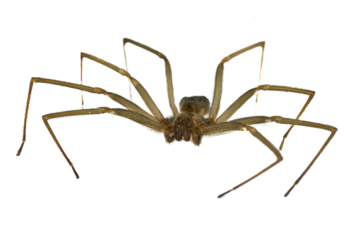 Do we have Dangerous Spiders in New England? - Colonial Pest Control