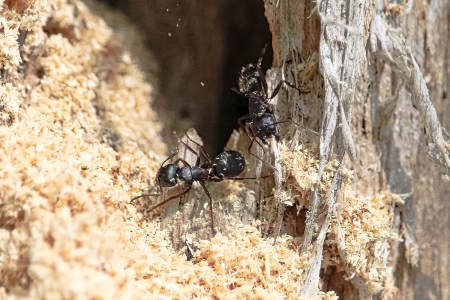 CARPENTER ANTS IN YOUR FIREWOOD? - Colonial Pest Control