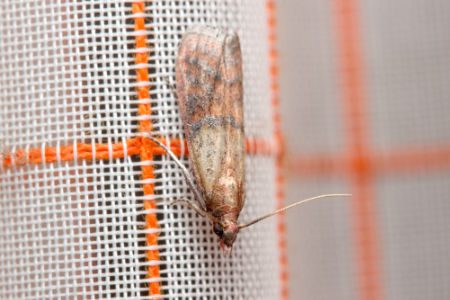 Is It Dangerous To Have Pantry Moths In My Worcester Cupboards?