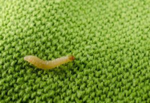 Clothes Moth Prevention Tips - Colonial Pest Control