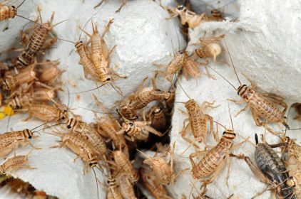 HOUSE CRICKETS CAN BE PERMANENT INDOOR PESTS