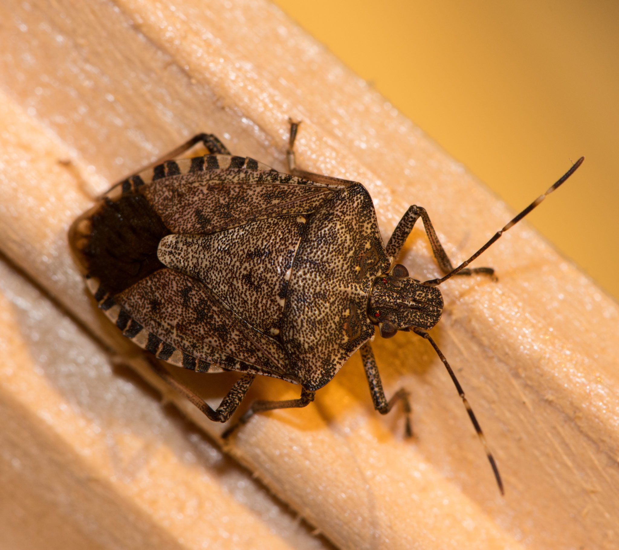 BROWN MARMORATED STINK BUGS ARE PERMANENT RESIDENTS Colonial Pest Control