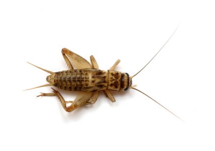 HOUSE CRICKETS CAN BE PERMANENT INDOOR PESTS - Colonial Pest Control