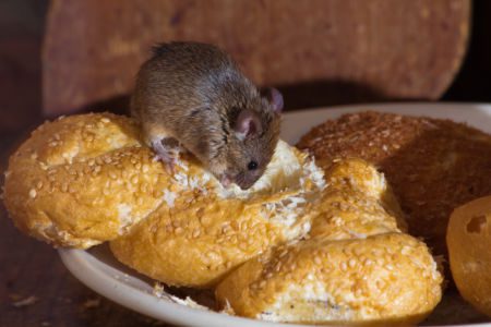 Food Storage Tips to Keep Rodents Out