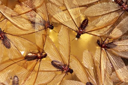 Why Do Termites Swarm? - Colonial Pest Control