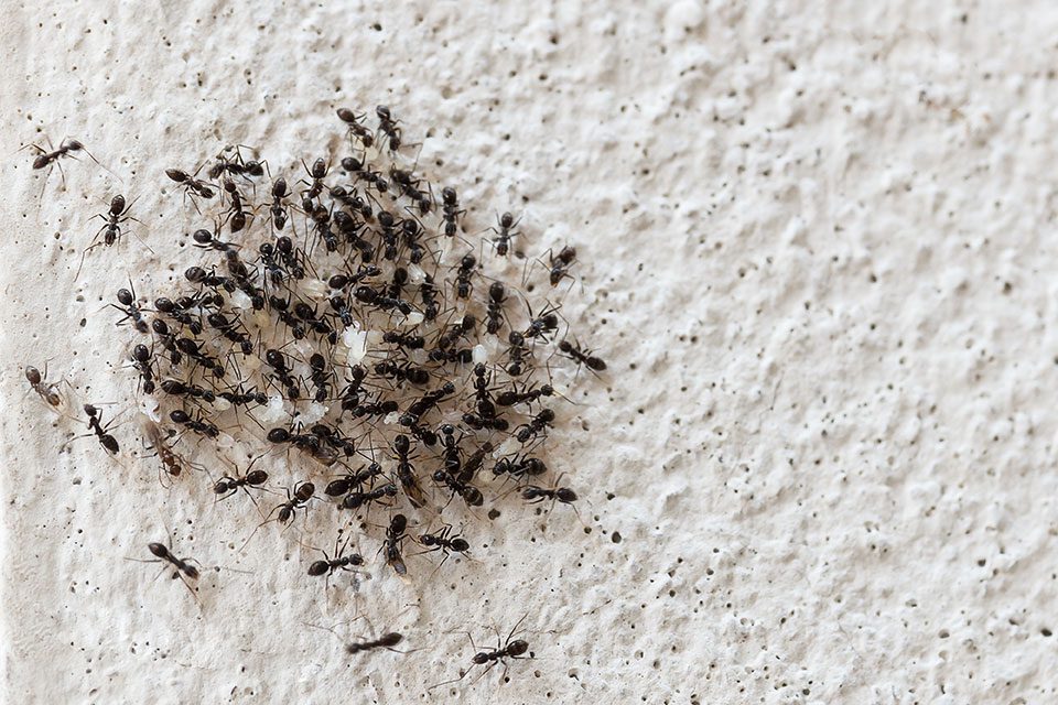 Winter Ant Problems (Podcast) - Colonial Pest Control