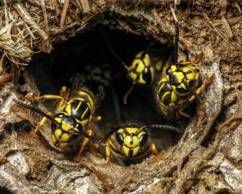 How Do You Know If Yellowjackets Are Nesting In Your House Colonial Pest Control